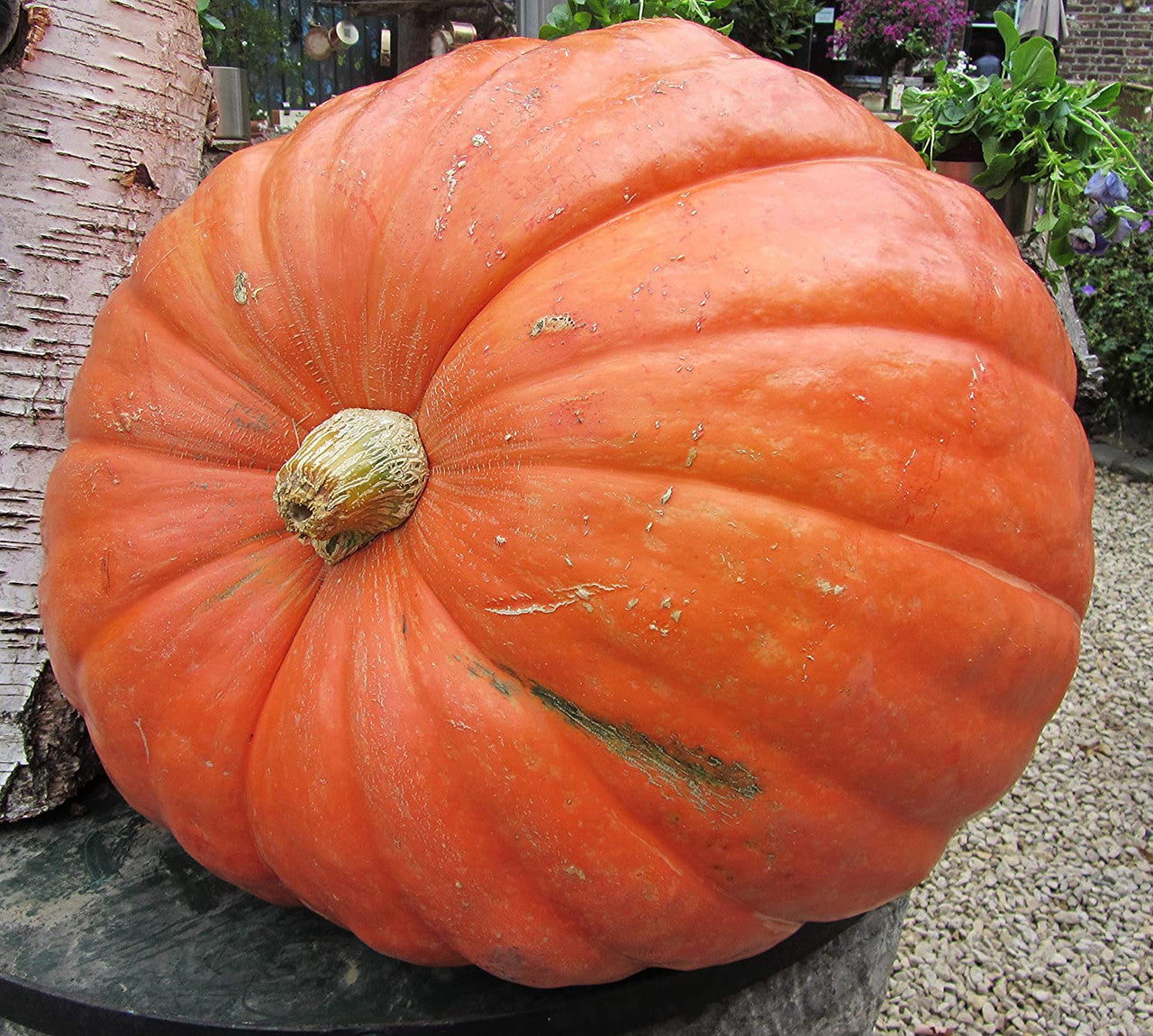 Grand Prize Pumpkin
