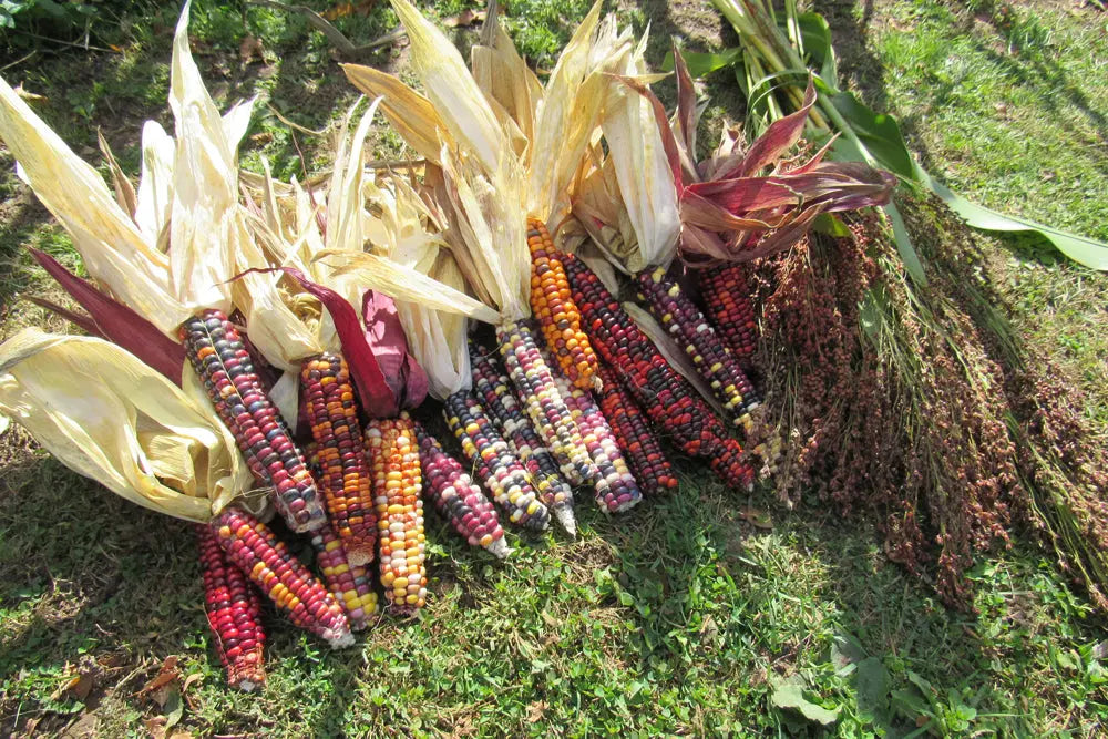 3 Pieces of Assorted Ornamental Corn Fall Into Pumpkins
