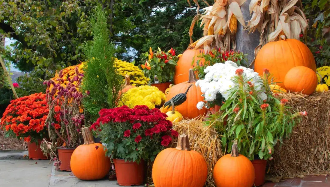 Stunning Pumpkins and Mums Displays That Last All Season Fall Into Pumpkins