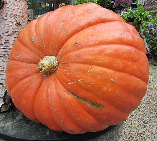 Grand Prize Pumpkin