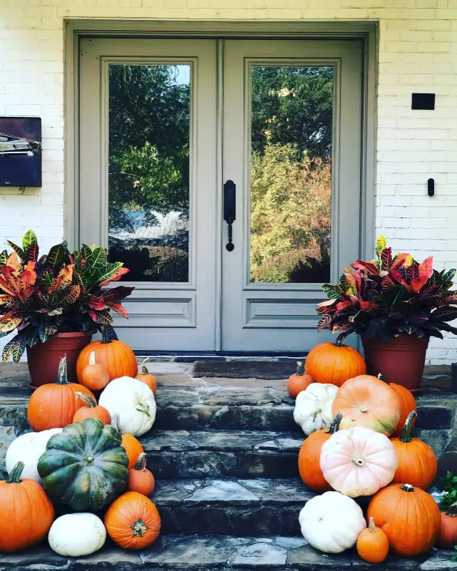 Classic Fall Porch Package by Fall Into Pumpkins - heirloom, ghost and pie pumpkins delivered for a Chicagoland fall porch