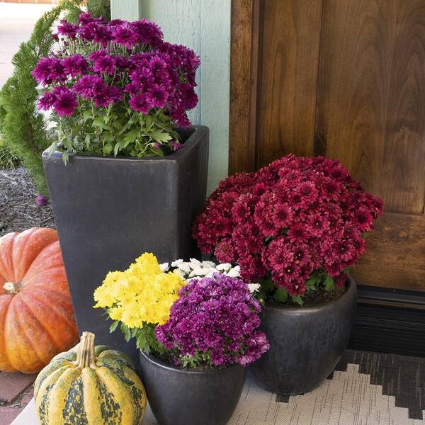 8" Mums