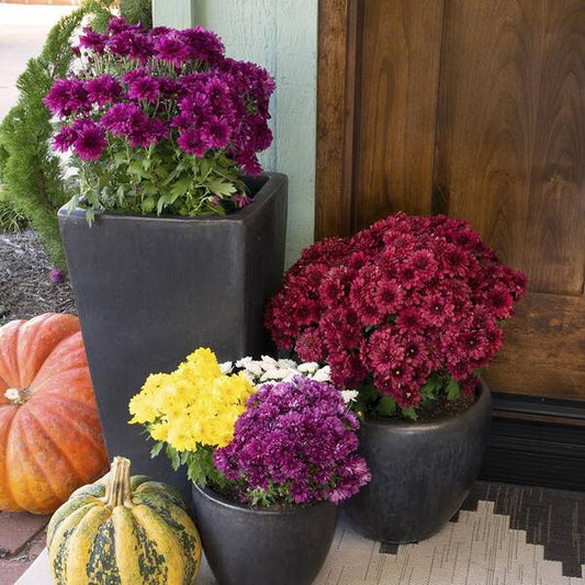 8" Mums