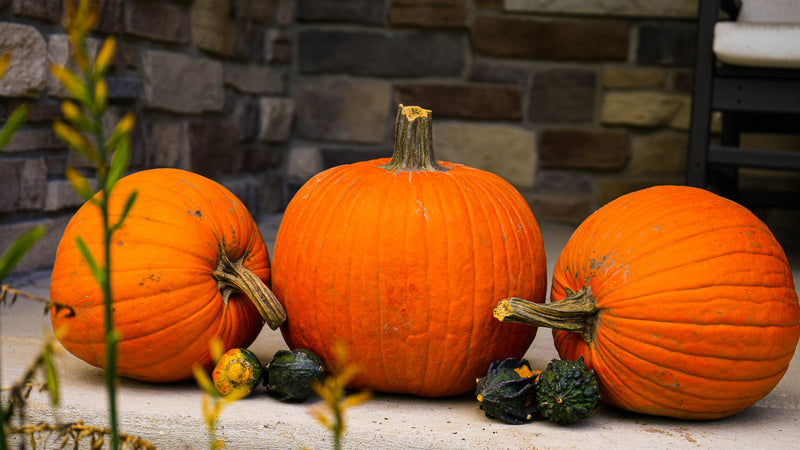 Classic field pumpkins arranged on a stone front step
