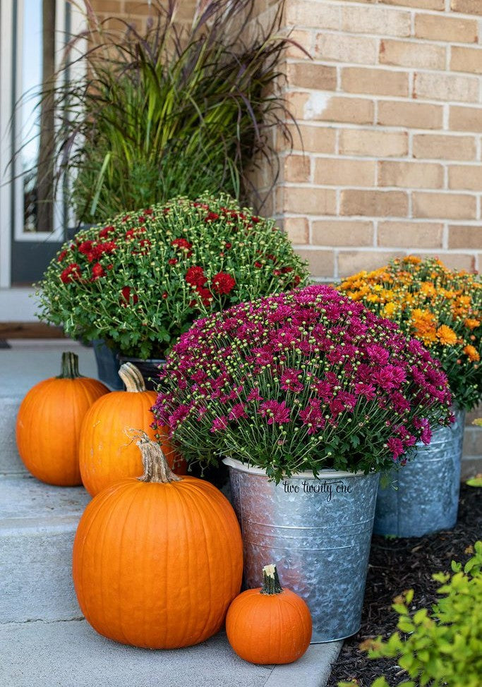 fall-front-porch-lake-zurich-il-mums.jpg