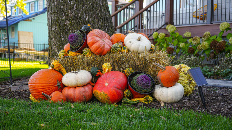 Heirloom pumpkin and gourd display on hay bales in a front yard