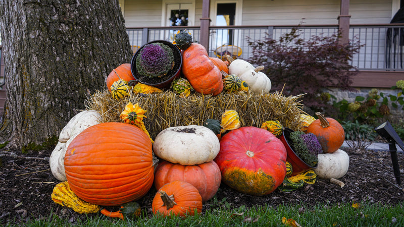 Heirloom pumpkins, gourds, and ornamental kale in an estate-scale fall display
