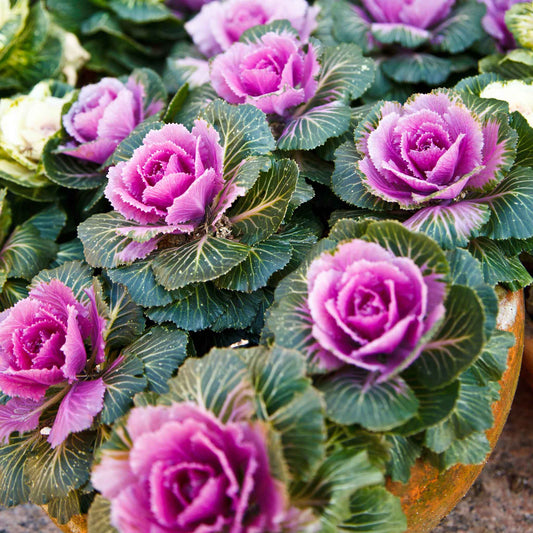 Ornamental Kale