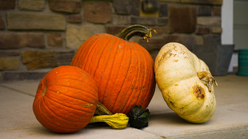 Heirloom orange pumpkin and white gourd on a stone front step