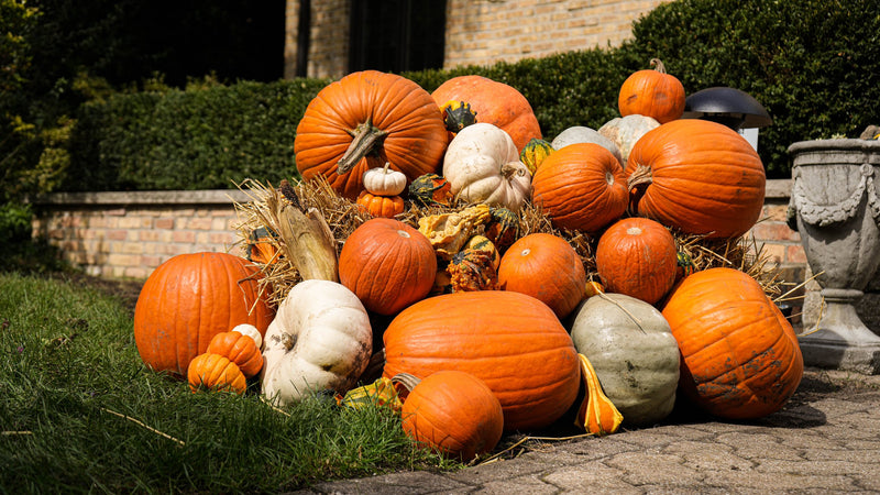 Showcase fall pumpkin display along an estate home walkway